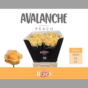 R Gr Avalanche Peach