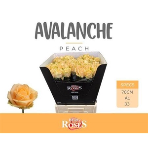 R Gr Avalanche Peach