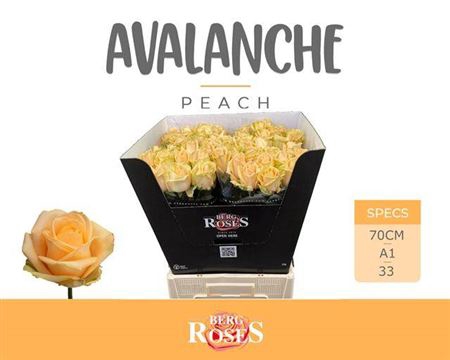 <h4>R Gr Avalanche Peach</h4>