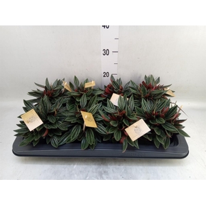 Peperomia caperata 'Rosso'
