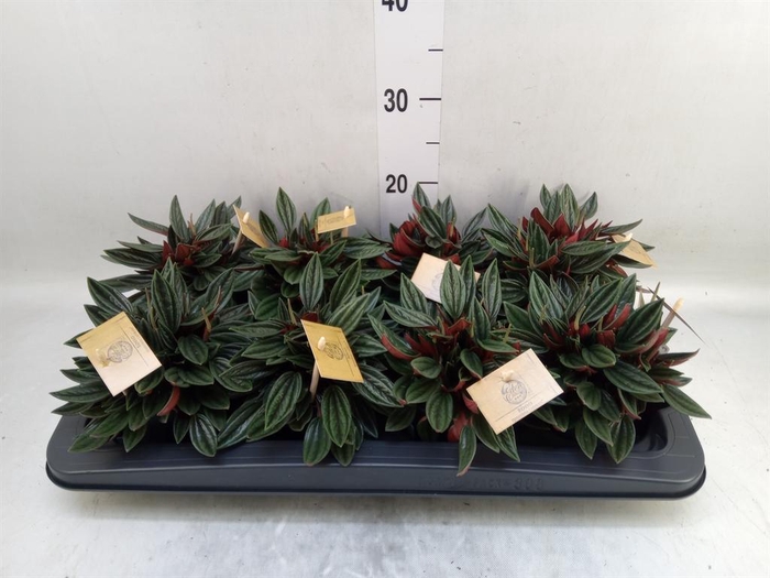 <h4>Peperomia caperata 'Rosso'</h4>
