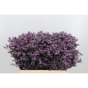 Limon Safora Lilac