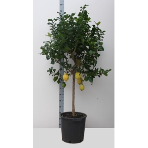 CITR MICROCARPA