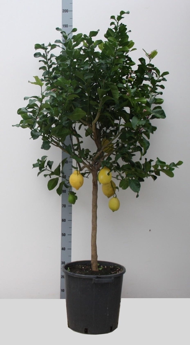 <h4>CITR MICROCARPA</h4>