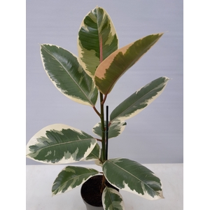 FICUS ELASTICA P12 TINEKE
