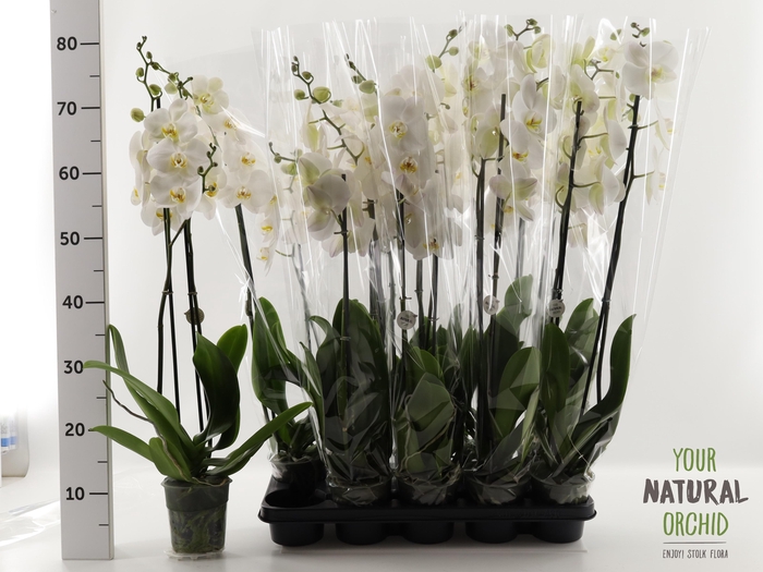 <h4>PHAL OV WIT</h4>