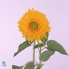 HELIANTHUS AN. 'SUN KING'