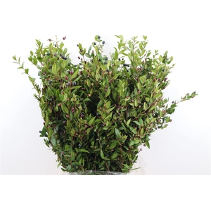 Myrthe Berry Blue P Bunch