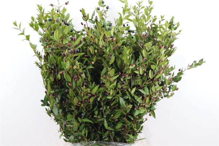 <h4>Myrthe Berry Blue P Bunch</h4>