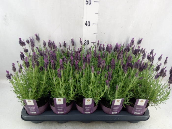 <h4>Lavandula stoec. 'Anouk'</h4>