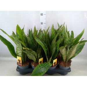 Sansevieria trifa.   ...