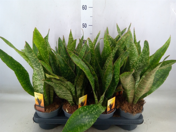 <h4>Sansevieria trifa.   ...</h4>
