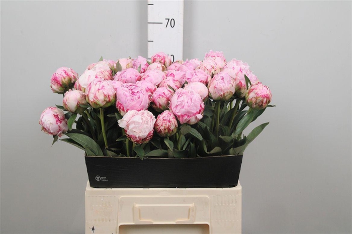 <h4>Paeo Sara Bernhard</h4>