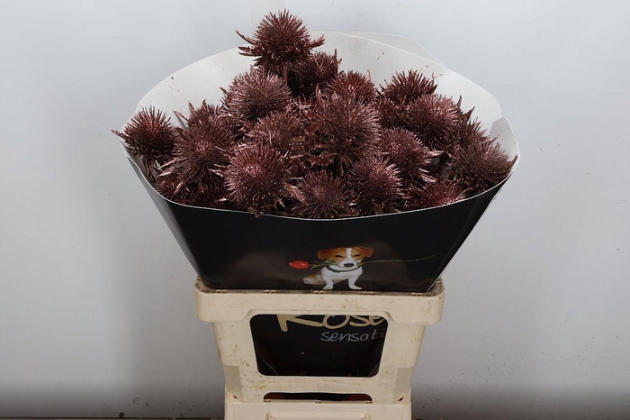 <h4>Eryn Wx Koper</h4>