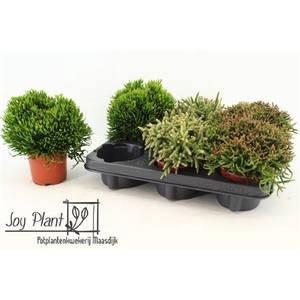 Rhipsalis Gem