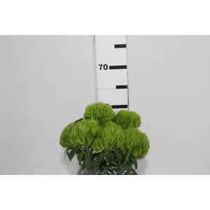DIANTHUS GREEN BALL 060 CM