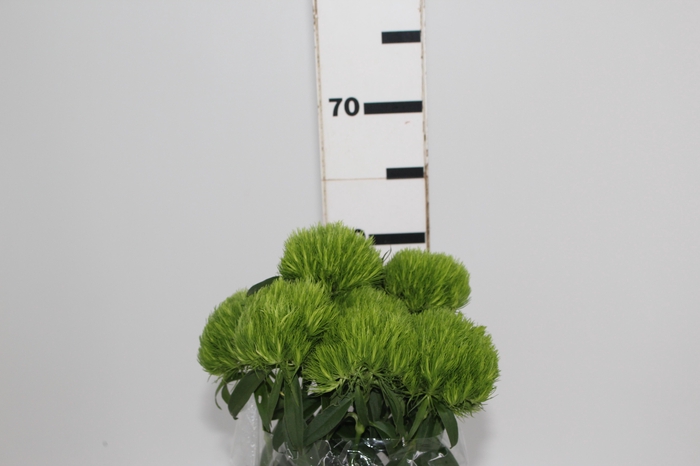 DIANTHUS GREEN BALL 060 CM