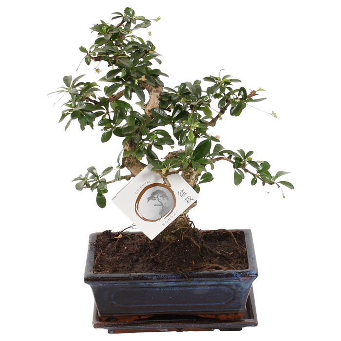 <h4>Bonsai Carmona Retusa Keramiek</h4>