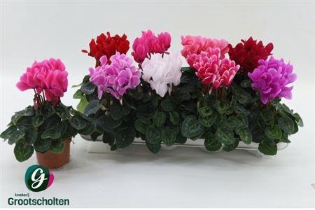 arr8 Cycl Md Sup Macro