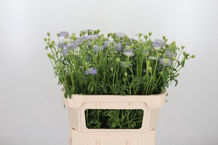 <h4>Didiscus Blauw</h4>