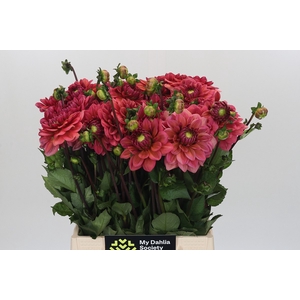Dahlia Salmon Runner