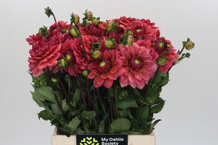 <h4>Dahlia Salmon Runner</h4>