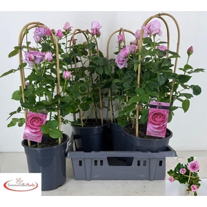 ROSA FL CANDY SELECT