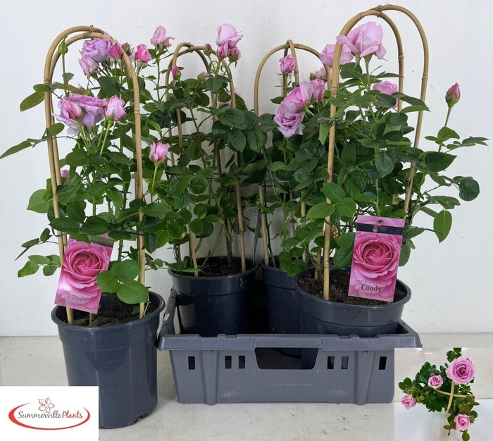 <h4>ROSA FL CANDY SELECT</h4>