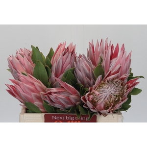 Protea Cynaroides