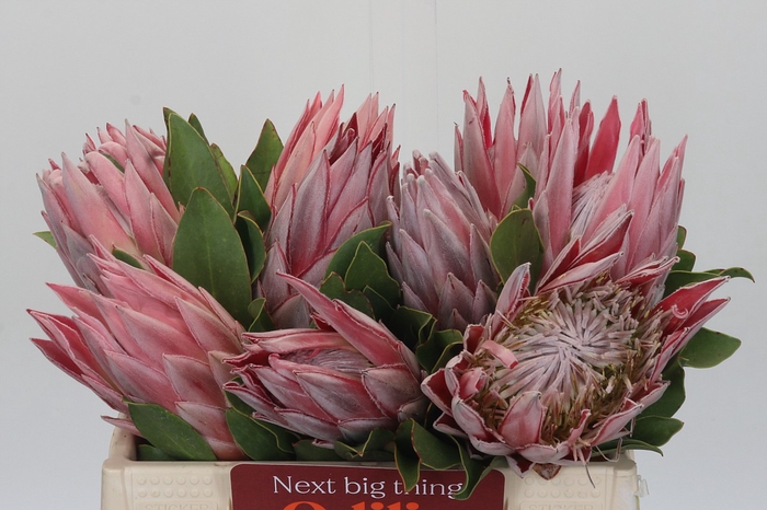 <h4>Protea Cynaroides</h4>
