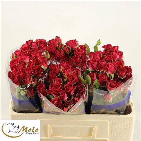 <h4>R Tr Dominica</h4>