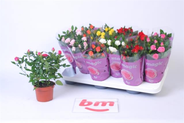 <h4>ROSA BEAU MONDE MIX X12</h4>