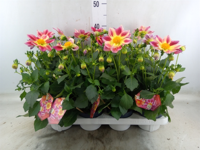 <h4>Dahlia  'Summerbees Red Bicolor'</h4>