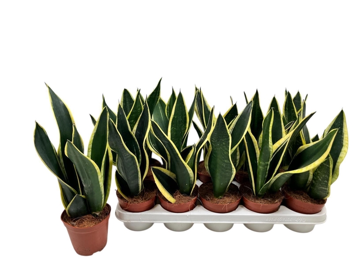 <h4>SANSEV BLACK GOLD</h4>