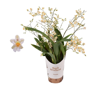 Oncidium 'Twinkle' Wit 4+ tak 9 cm
