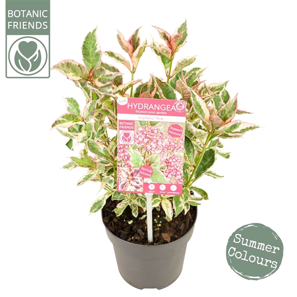 <h4>Hydrangea serrata Euphoria 'Pink'</h4>