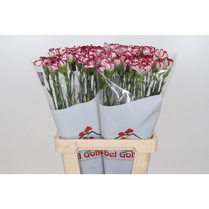 Dianthus St Bacarat