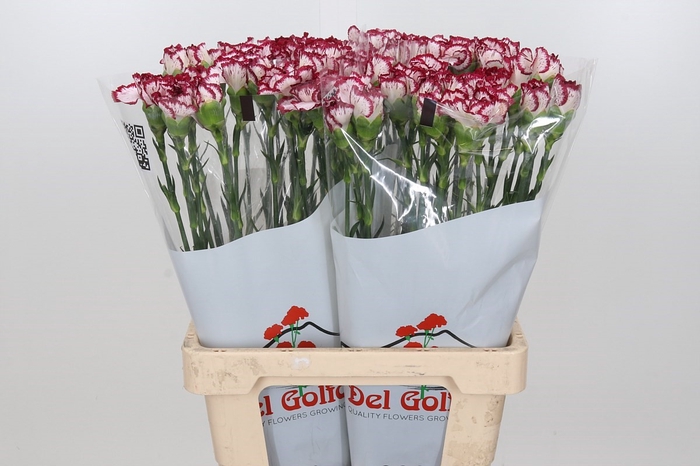 Dianthus St Bacarat
