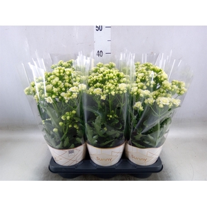 Kalanchoe  'Sunny White'