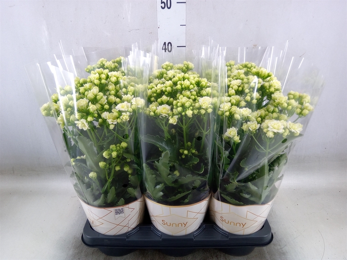 <h4>Kalanchoe  'Sunny White'</h4>