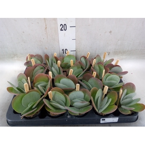 Kalanchoe NF thyrsiflora