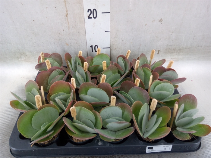 <h4>Kalanchoe NF thyrsiflora</h4>