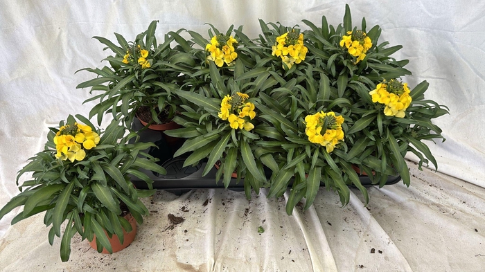 <h4>ERYS LINIFOLIUM</h4>