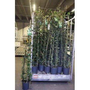 Hede Hibernica Piramide Stok