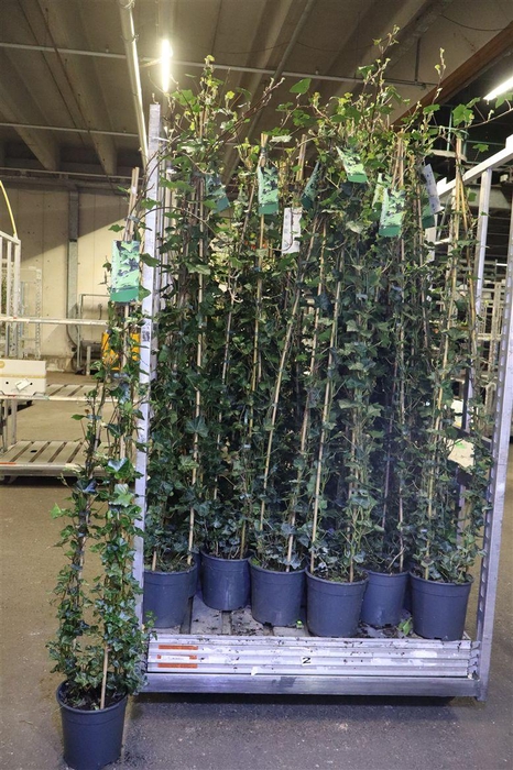 <h4>arr8 Hede Hibernica Piramide Stok</h4>