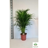 Areca lutescens 24Ø 120cm 25pp