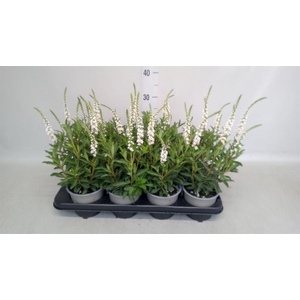 ^ Lysimachia overig