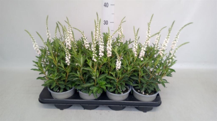 <h4>^ Lysimachia overig</h4>