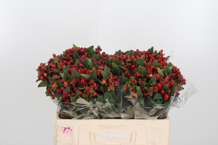 <h4>Hyp Mag Triumph</h4>