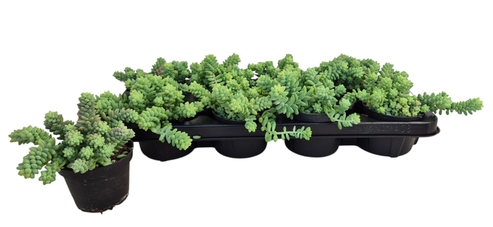 <h4>SEDUM BURRITO</h4>